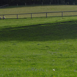 Fauna Animals Wildlife Publicdomain (12)