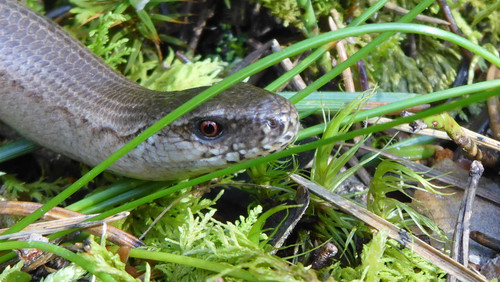 Fauna Animals Wildlife Publicdomain (15).jpg