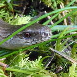 Fauna Animals Wildlife Publicdomain (15)