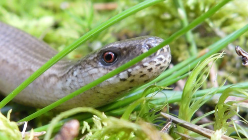 Fauna Animals Wildlife Publicdomain (18).jpg