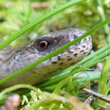 Fauna Animals Wildlife Publicdomain (18)