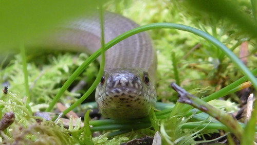 Fauna Animals Wildlife Publicdomain (14).jpg