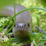 Fauna Animals Wildlife Publicdomain (14)