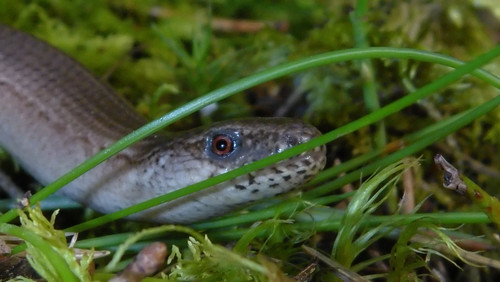 Fauna Animals Wildlife Publicdomain (17).jpg