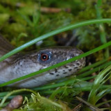 Fauna Animals Wildlife Publicdomain (17)