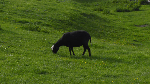 Fauna Animals Wildlife Publicdomain (13).jpg