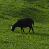 Fauna Animals Wildlife Publicdomain (13)