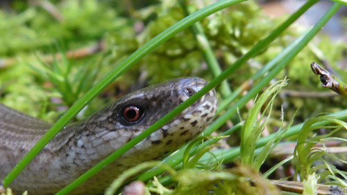 Fauna Animals Wildlife Publicdomain (16).jpg