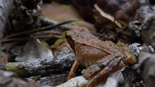 Fauna Animals Wildlife Publicdomain (22).jpg