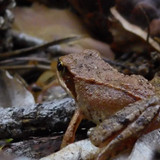 Fauna Animals Wildlife Publicdomain (22)