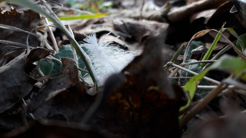 Spring Garden Shots.jpg