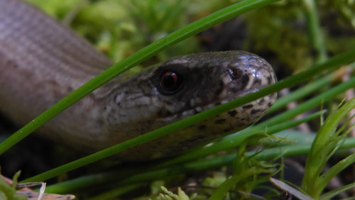 Fauna Animals Wildlife Publicdomain (20).jpg