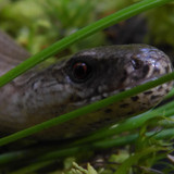 Fauna Animals Wildlife Publicdomain (20)