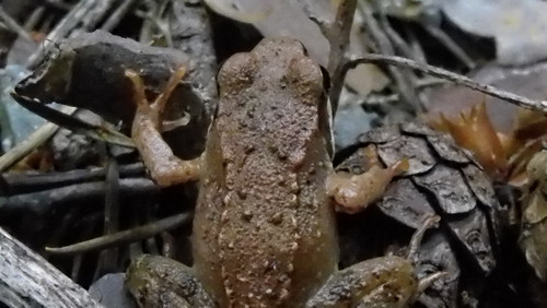 Fauna Animals Wildlife Publicdomain (23).jpg