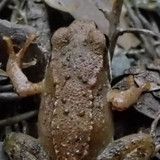 Fauna Animals Wildlife Publicdomain (23)