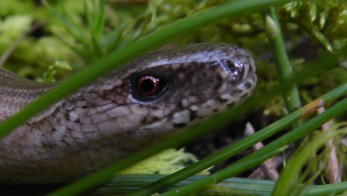 Fauna Animals Wildlife Publicdomain (21).jpg