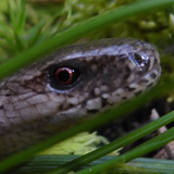 Fauna Animals Wildlife Publicdomain (21)