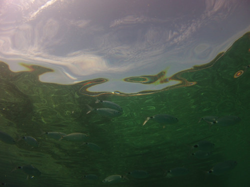 Fish; Publicdomain; Cc0; Freeimage;.jpg