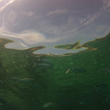 Fish; Publicdomain; Cc0; Freeimage;