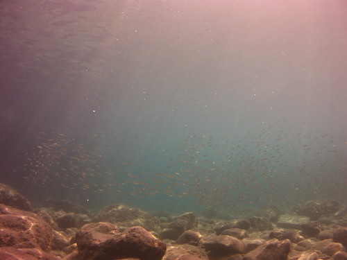 Fish; Publicdomain; Cc0; Freeimage;.jpg