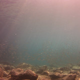 Fish; Publicdomain; Cc0; Freeimage;