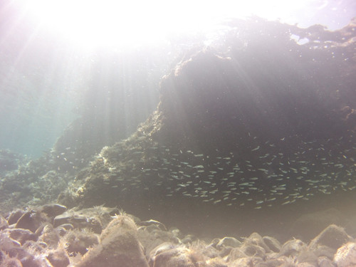 Fish; Publicdomain; Cc0; Freeimage;.jpg