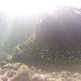 Fish; Publicdomain; Cc0; Freeimage;