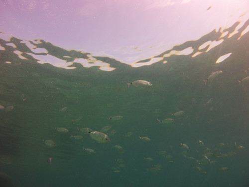 Fish; Publicdomain; Cc0; Freeimage;.jpg