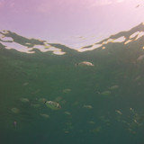 Fish; Publicdomain; Cc0; Freeimage;