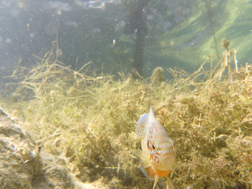 Fish; Publicdomain; Cc0; Freeimage;.jpg