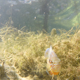 Fish; Publicdomain; Cc0; Freeimage;