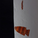 Fish; Publicdomain; Cc0; Freeimage;