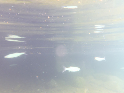 Fish; Publicdomain; Cc0; Freeimage;.jpg