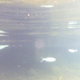 Fish; Publicdomain; Cc0; Freeimage;