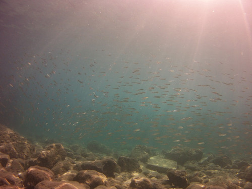 Fish; Publicdomain; Cc0; Freeimage;.jpg