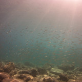 Fish; Publicdomain; Cc0; Freeimage;