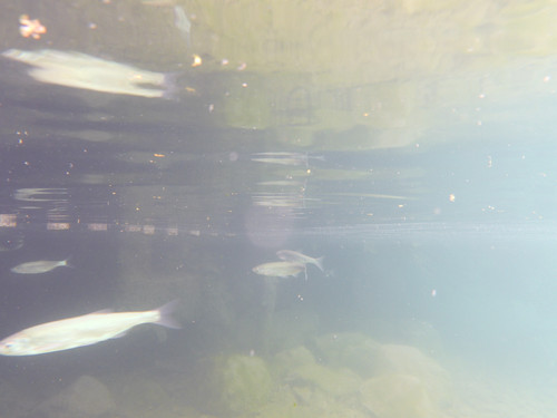 Fish; Publicdomain; Cc0; Freeimage;.jpg