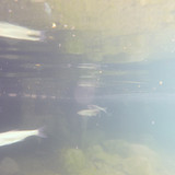 Fish; Publicdomain; Cc0; Freeimage;