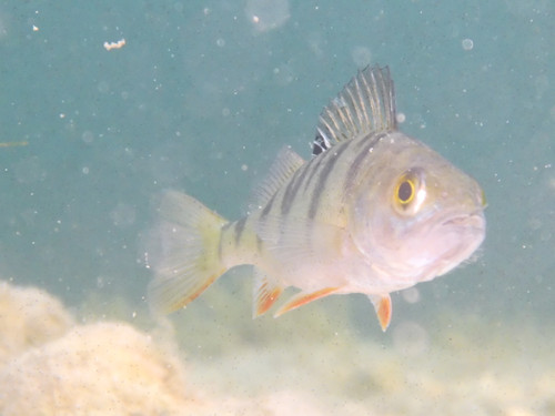 Fish; Publicdomain; Cc0; Freeimage;.jpg