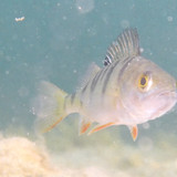 Fish; Publicdomain; Cc0; Freeimage;