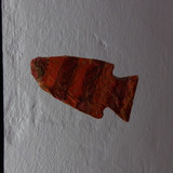 Fish; Publicdomain; Cc0; Freeimage;