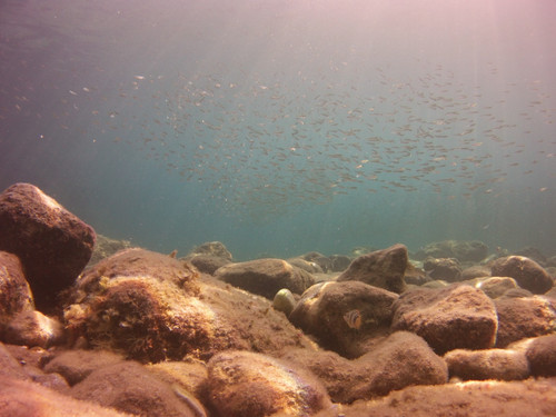 Fish; Publicdomain; Cc0; Freeimage;.jpg