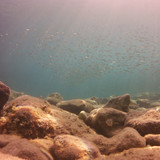 Fish; Publicdomain; Cc0; Freeimage;