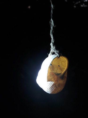 Hanging Snail At Night.jpg