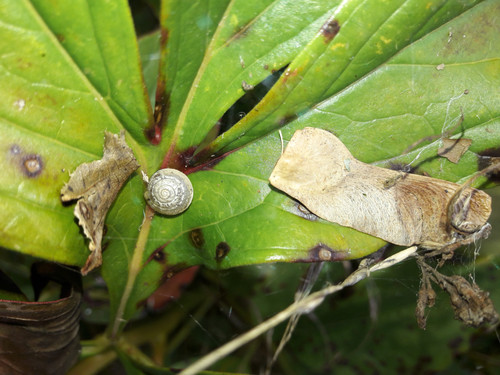 Vegetable Plants.jpg