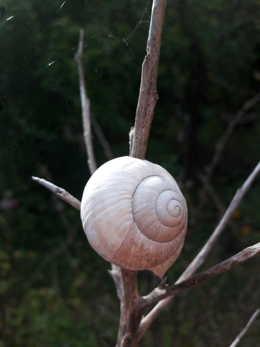 Snailhouse On Branches.jpg