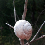 Snailhouse On Branches