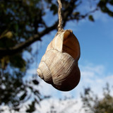 Hanging Snail Macro