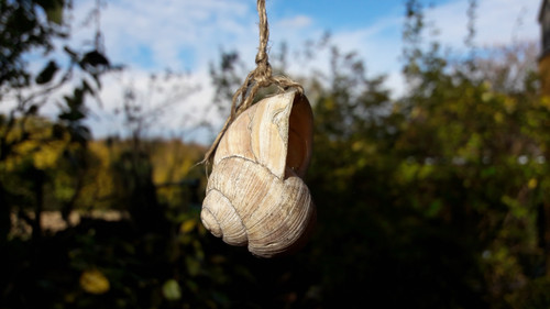 Hanging Snail Macro