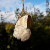 Hanging Snail Macro